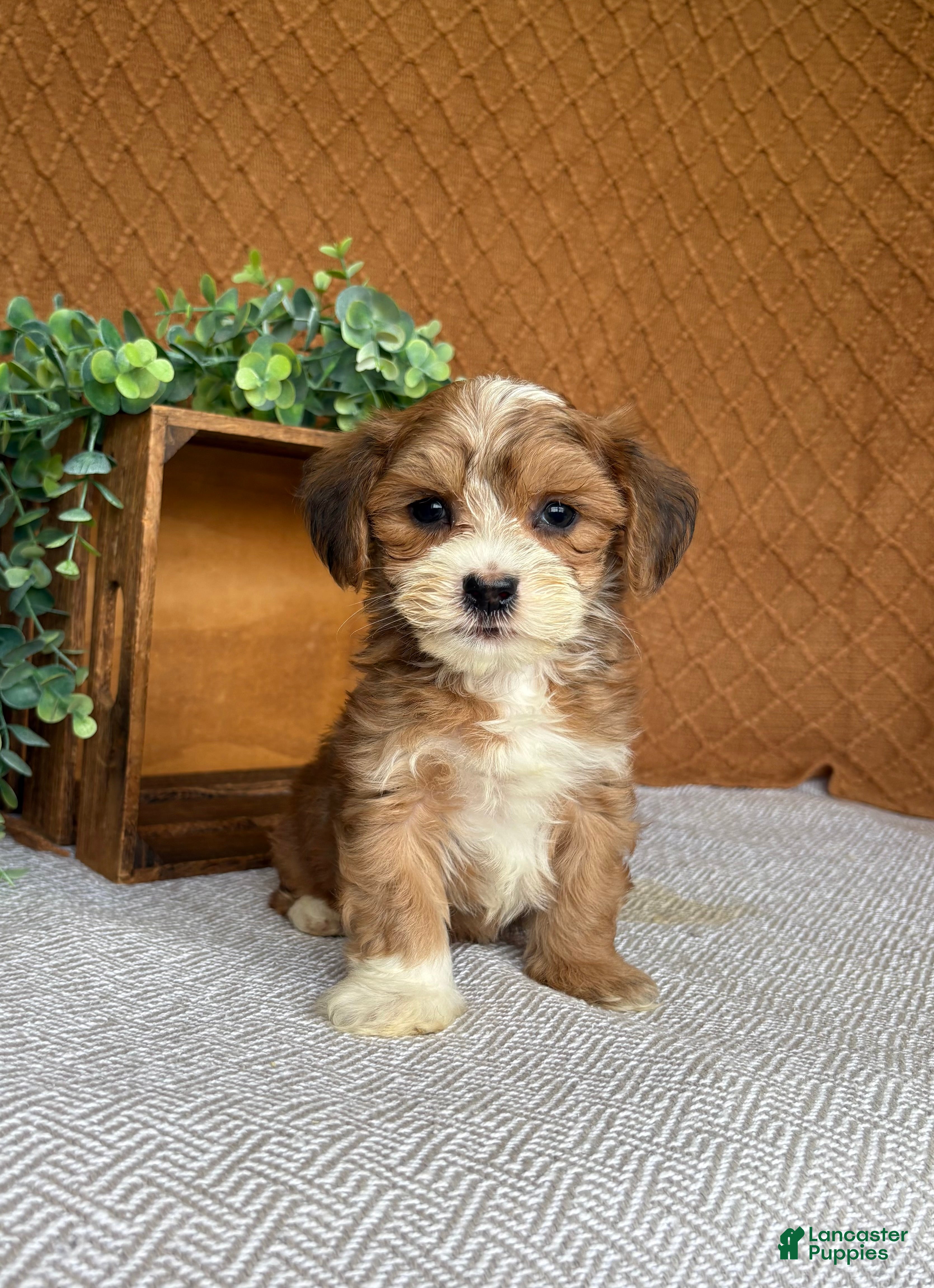 Havanese dogs Archie  - Ad 2