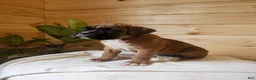 Boxer dogs for sale: Jagger  - Ad 3
