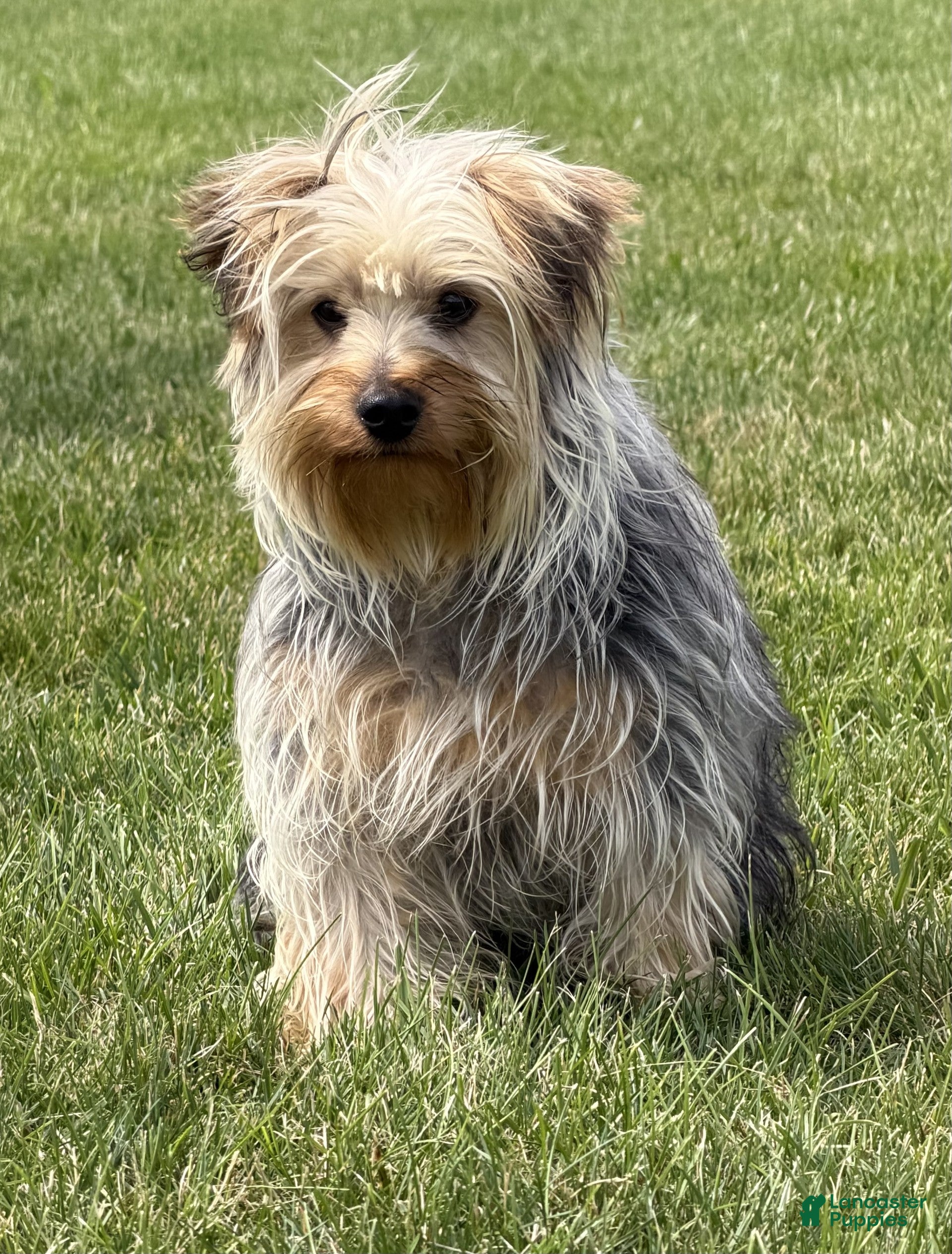 Yorkshire Terrier dogs Lucas - Ad 2