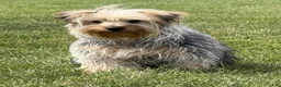 Yorkshire Terrier dogs for sale: Lucas - Ad 2