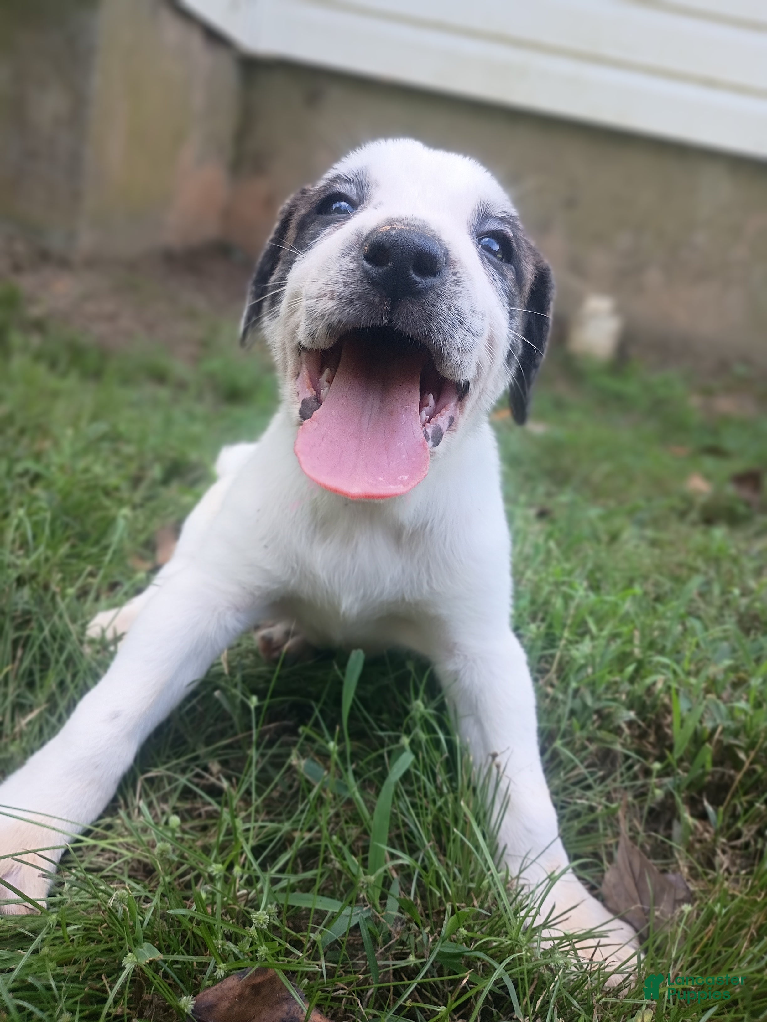 Mixed Breed dogs Zevlor - Ad 27