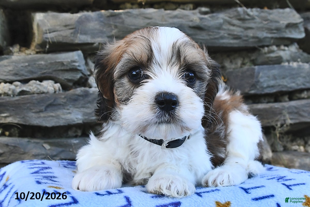Cavachon dogs for sale: Randy  - Ad 1