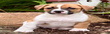 Georgie 
