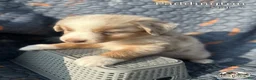 Australian Shepherd dogs for sale: Paddington - Ad 4