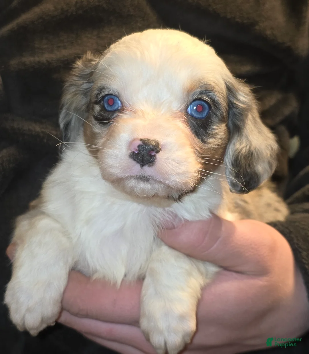 Mixed Breed dogs for sale: Aussalier  - Ad 1