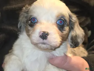 Mixed Breed dogs Pending/hold - Ad 41