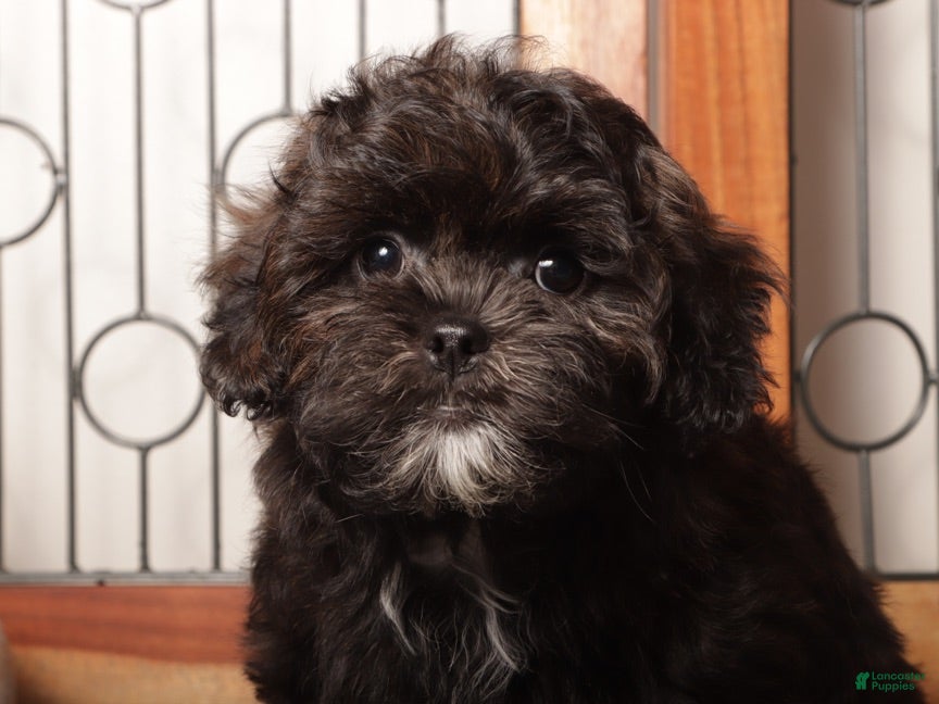 Shorkie dogs Pablo Lovable Shorkie - Ad 2