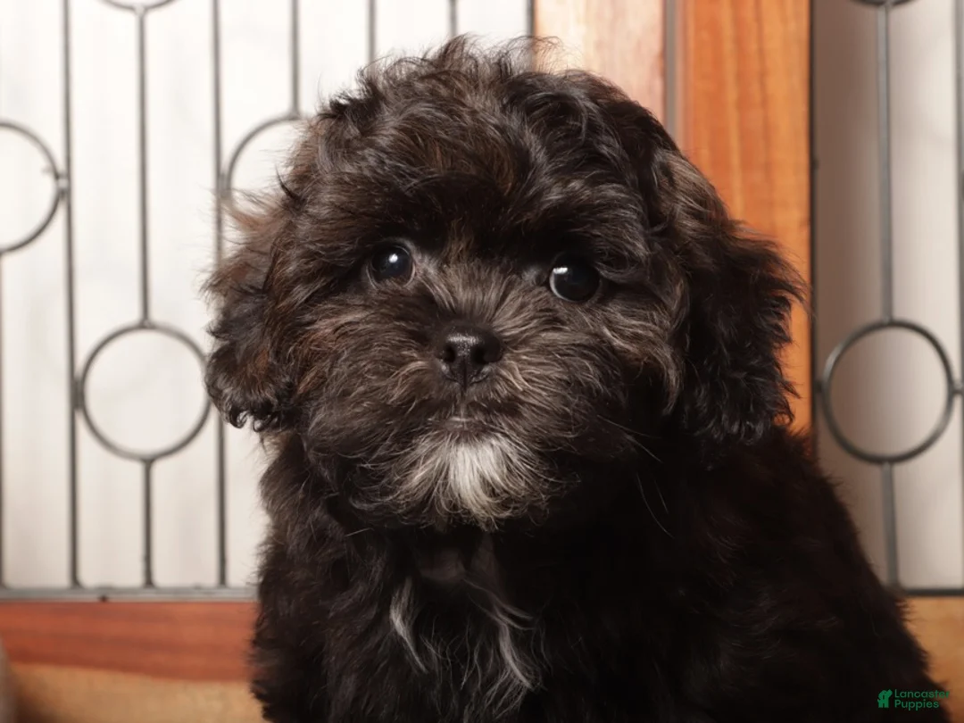 Shorkie dogs for sale: Pablo Lovable Shorkie - Ad 2