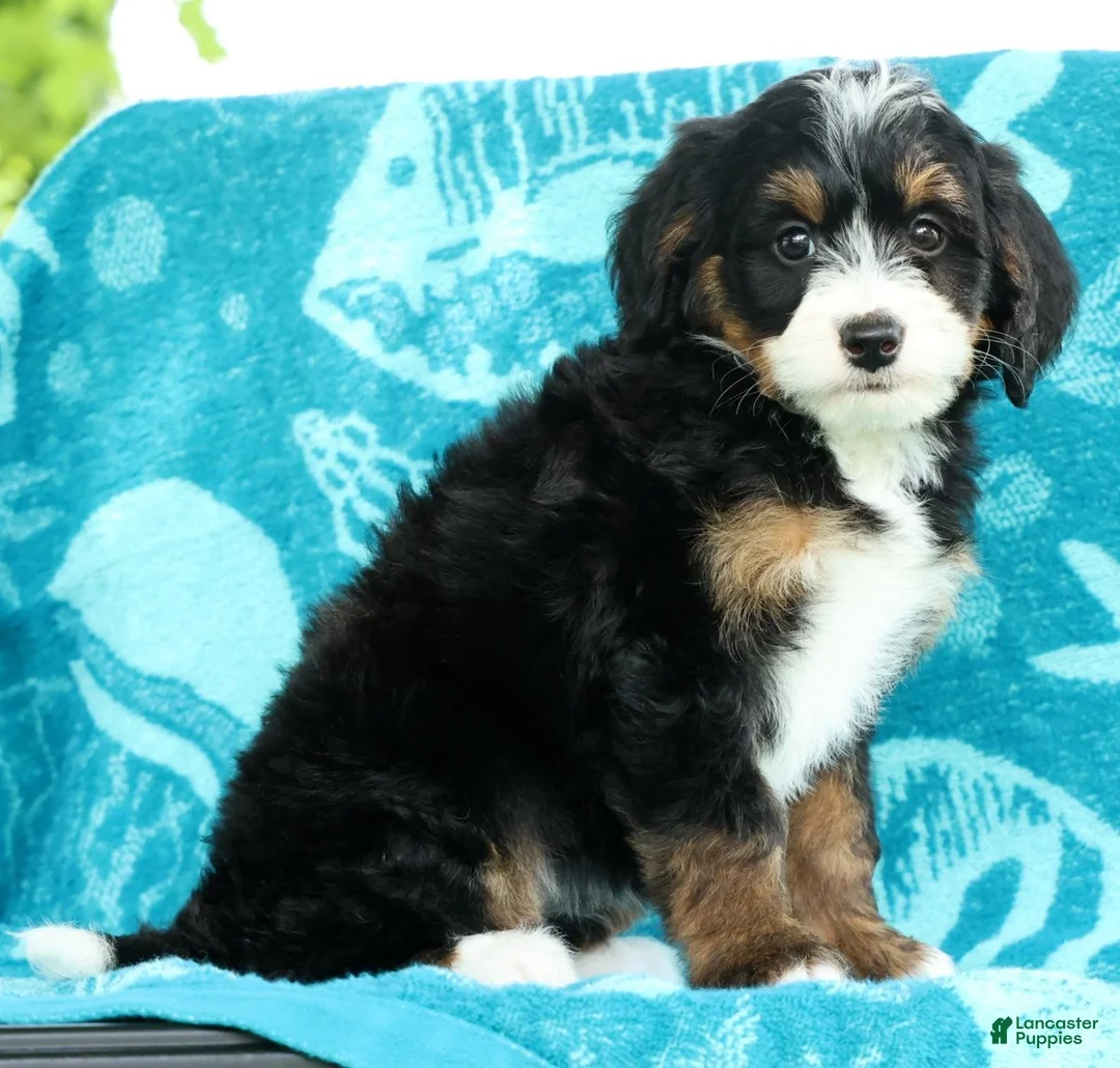Mini Bernedoodle dogs for sale: Missy - Ad 1