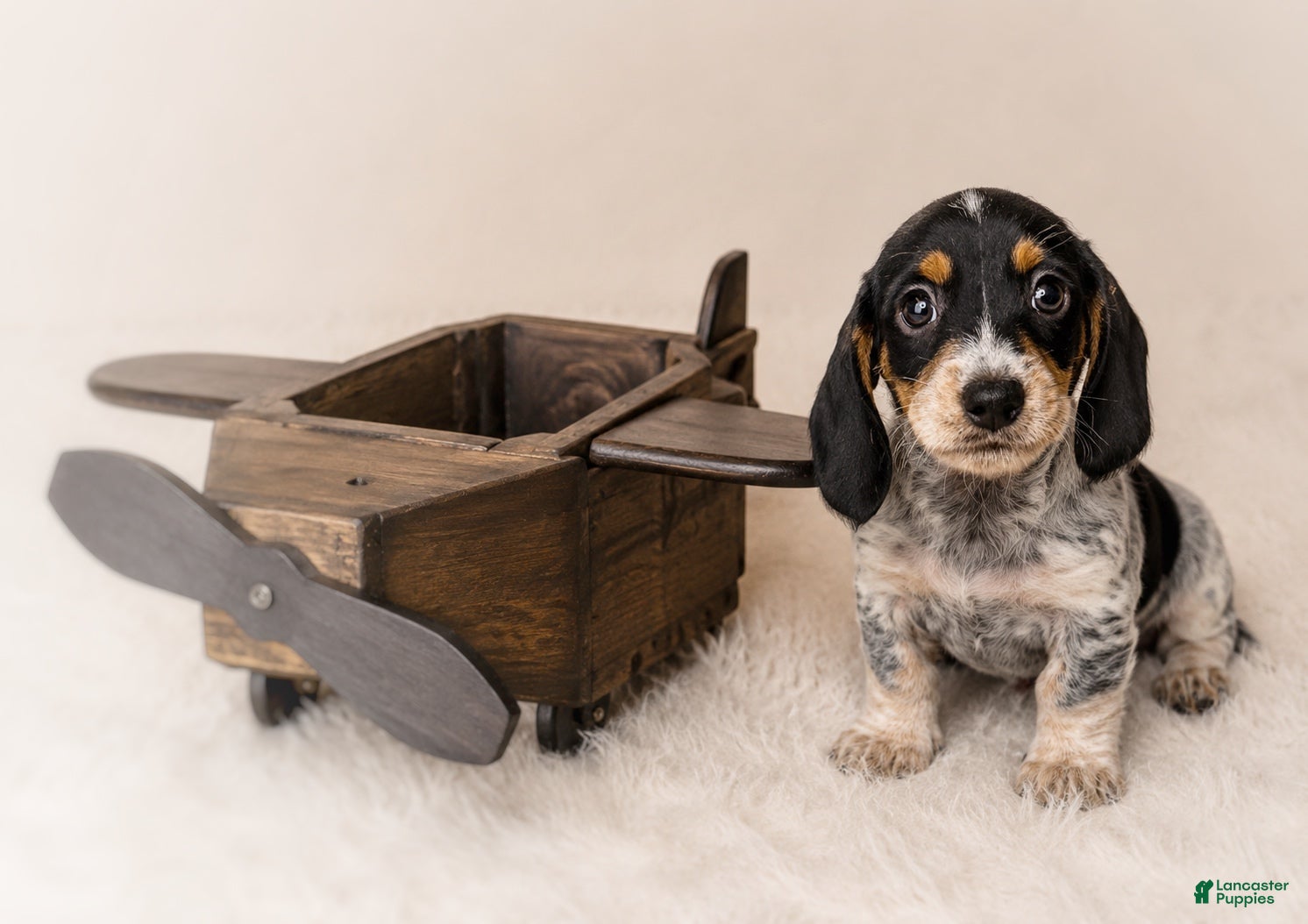 Miniature Dachshund dogs Tripp - Ad 2