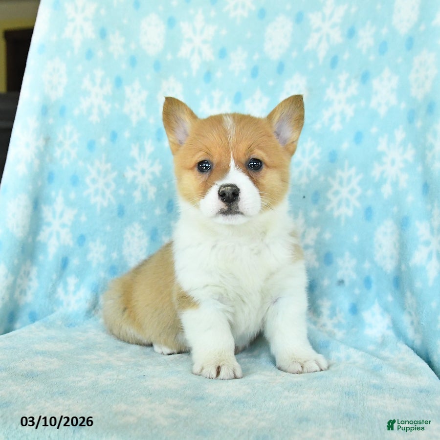 Welsh Corgi Pembroke dogs Cherry - Ad 1