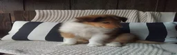 Collie dogs for sale: Milo - Ad 4