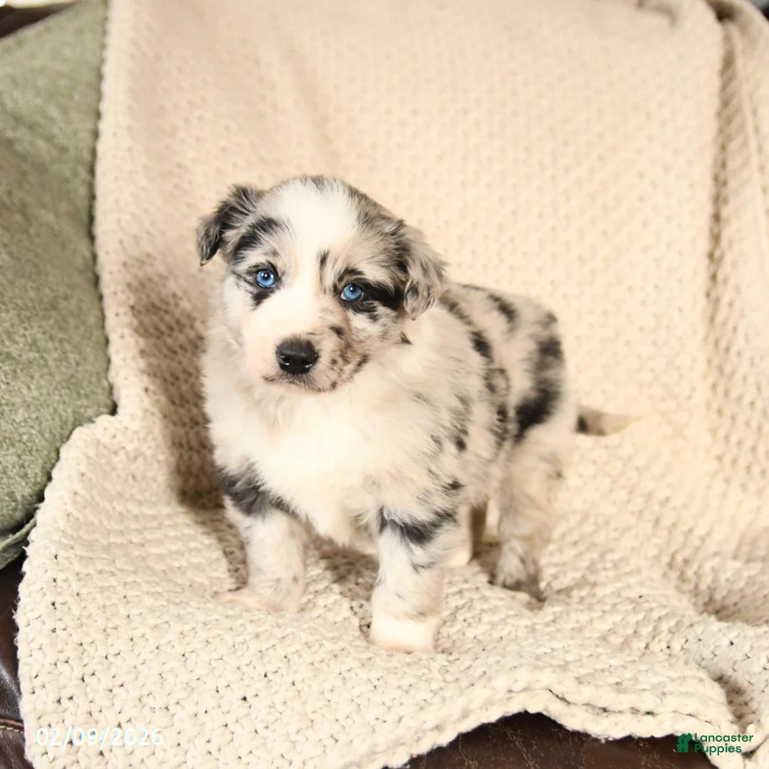 Mixed Breed dogs for sale: Max - Ad 2