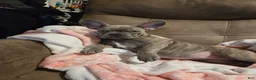 French Bulldog dogs for sale: Sadie  - Ad 19
