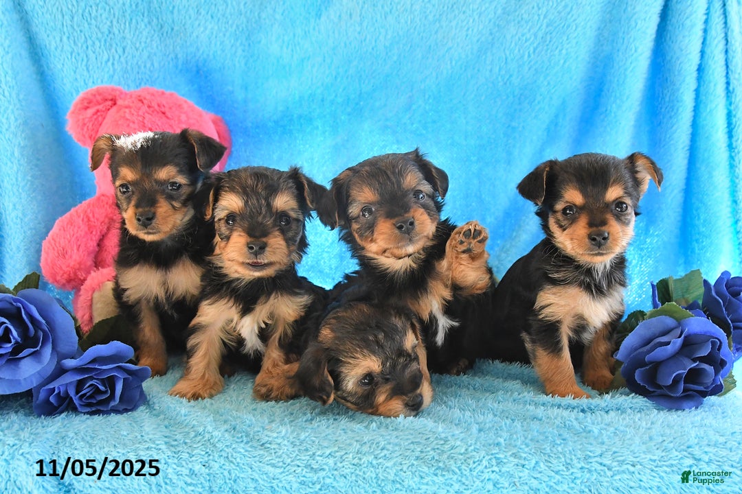 Yorkshire Terrier dogs for sale: Jackie - Ad 3