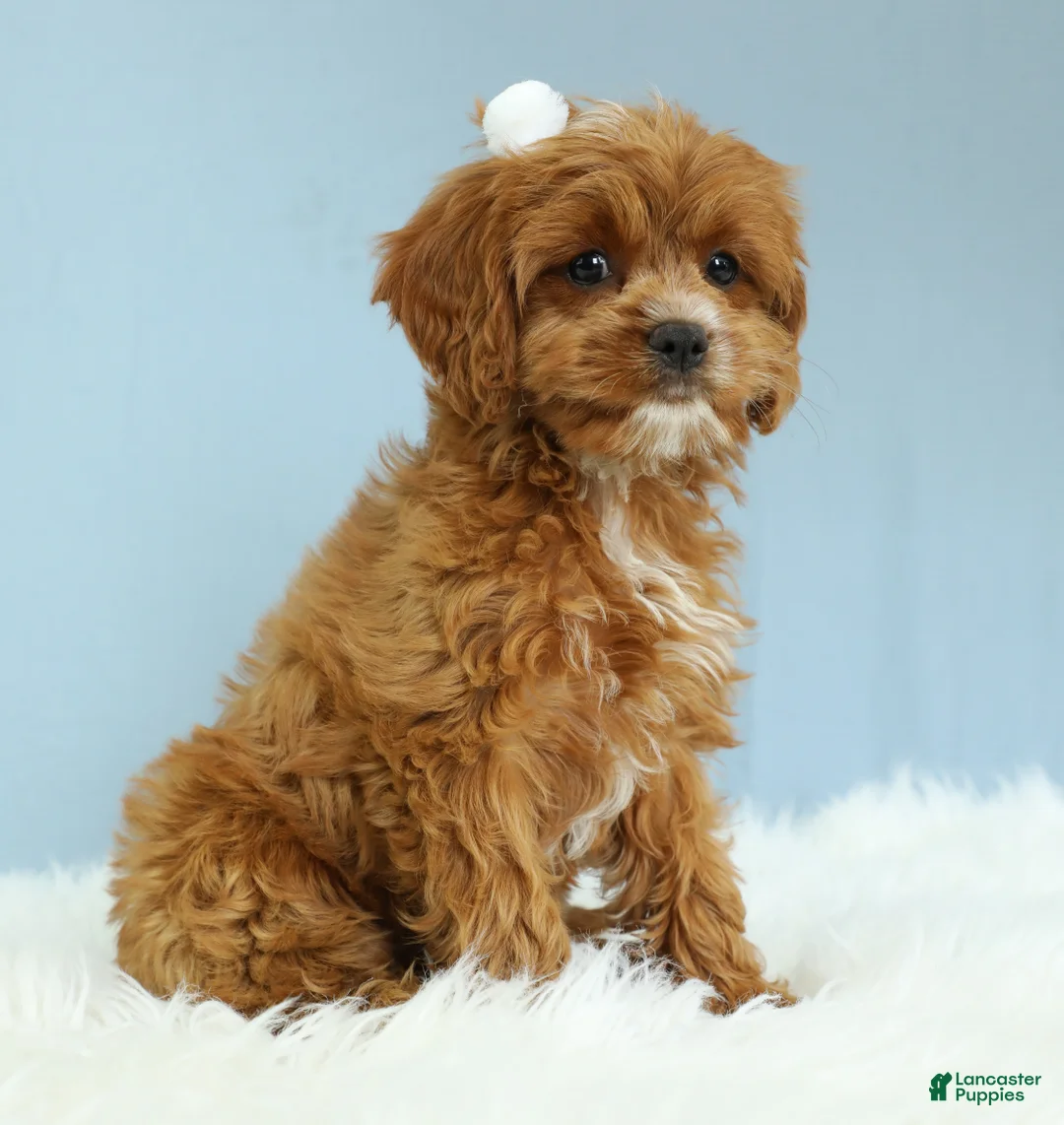 Cavapoo dogs for sale: Toffee 🧁 - Ad 2