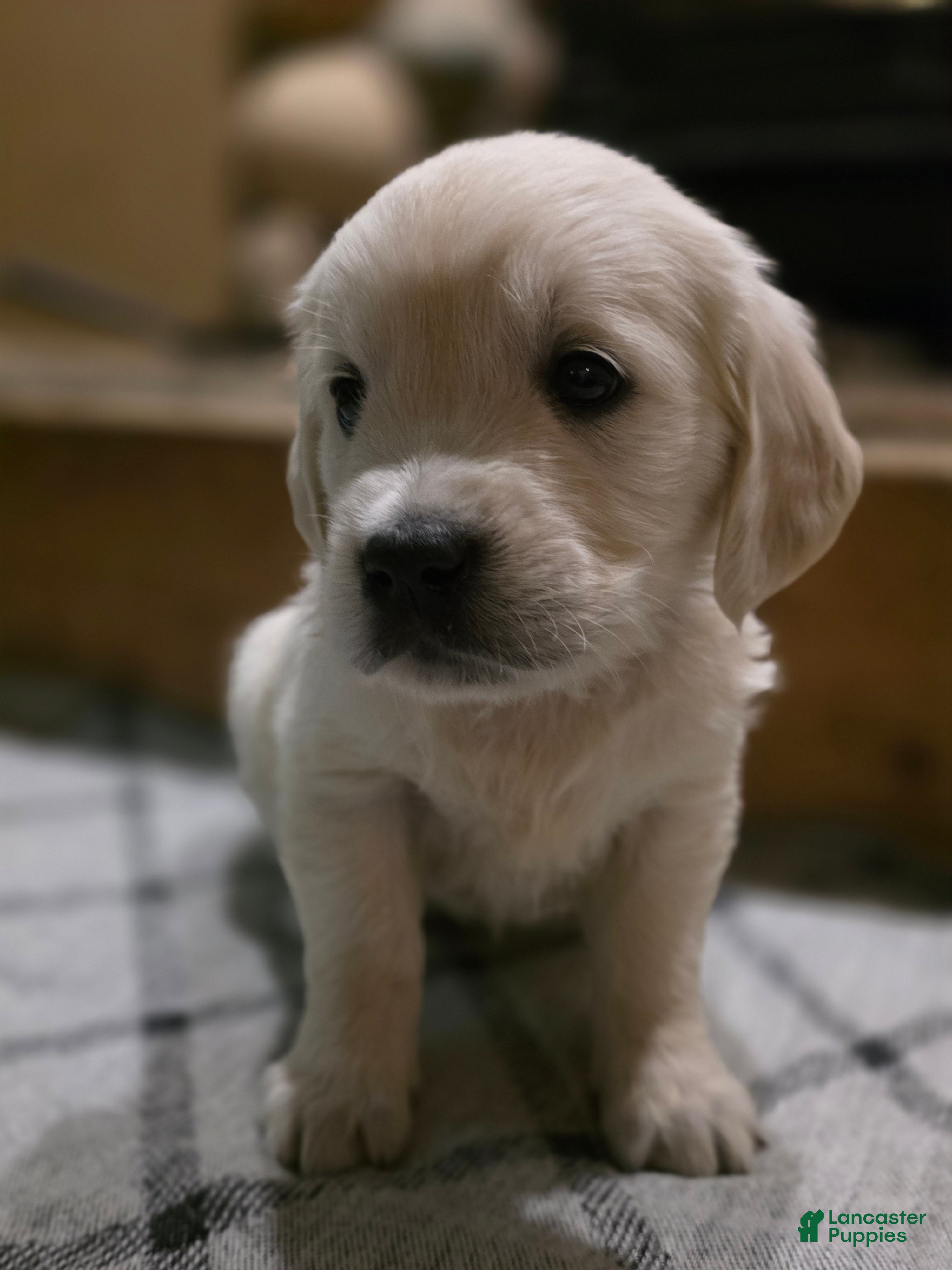 Golden Retriever dogs Trix, Champion Sired - Ad 2