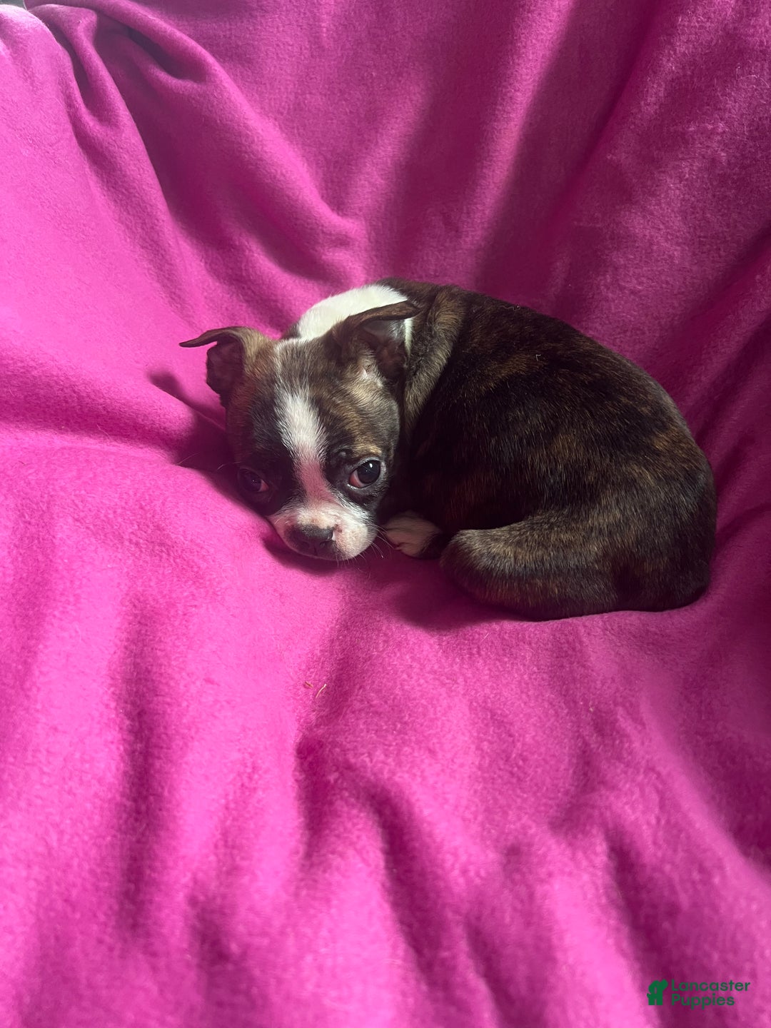 Mixed Breed dogs for sale: Karena - Ad 7