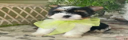 Biewer Terrier dogs for sale: Whisper - Ad 34