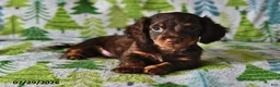 Miniature Dachshund dogs for sale: Teddy - Ad 4