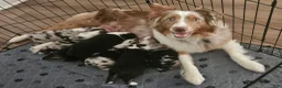 Australian Shepherd dogs for sale: Gorgeous Blue Merle Female with a Unique Heart Nose - Ad 3