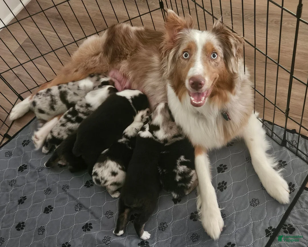 Australian Shepherd dogs for sale: Gorgeous Blue Merle Female with a Unique Heart Nose - Ad 3