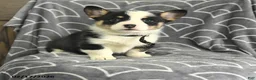 Welsh Corgi Pembroke dogs for sale: Kipling - Ad 1