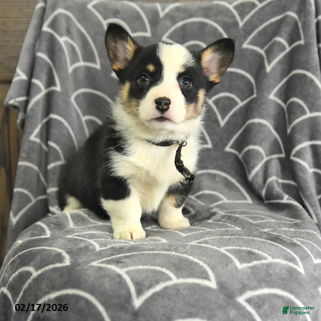 Welsh Corgi Pembroke dogs for sale: Kipling - Ad 1