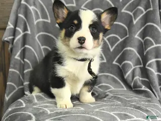 Welsh Corgi Pembroke dogs for sale: Kipling - Ad 2