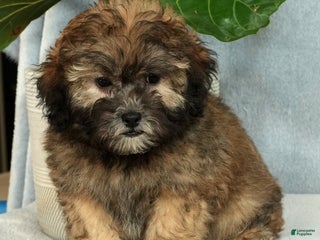 Shihpoo dogs Blake - Ad 33