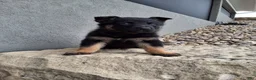 German Shepherd dogs for sale: Sasha - Ad 2