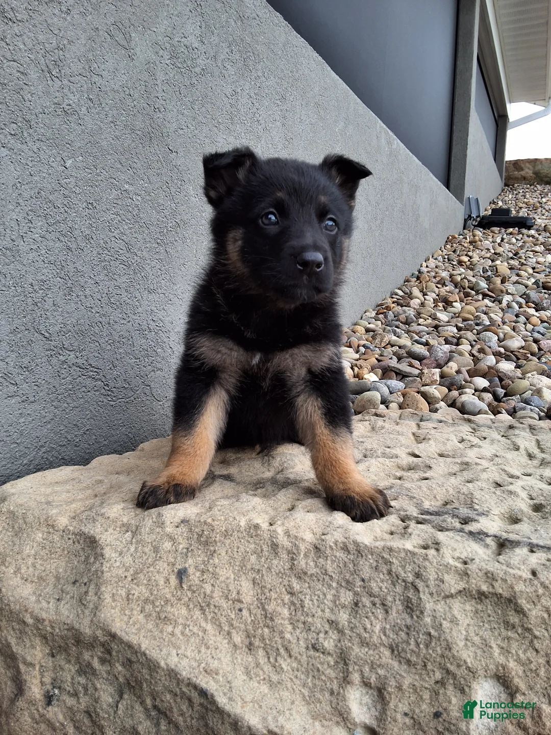 German Shepherd dogs for sale: Sasha - Ad 2