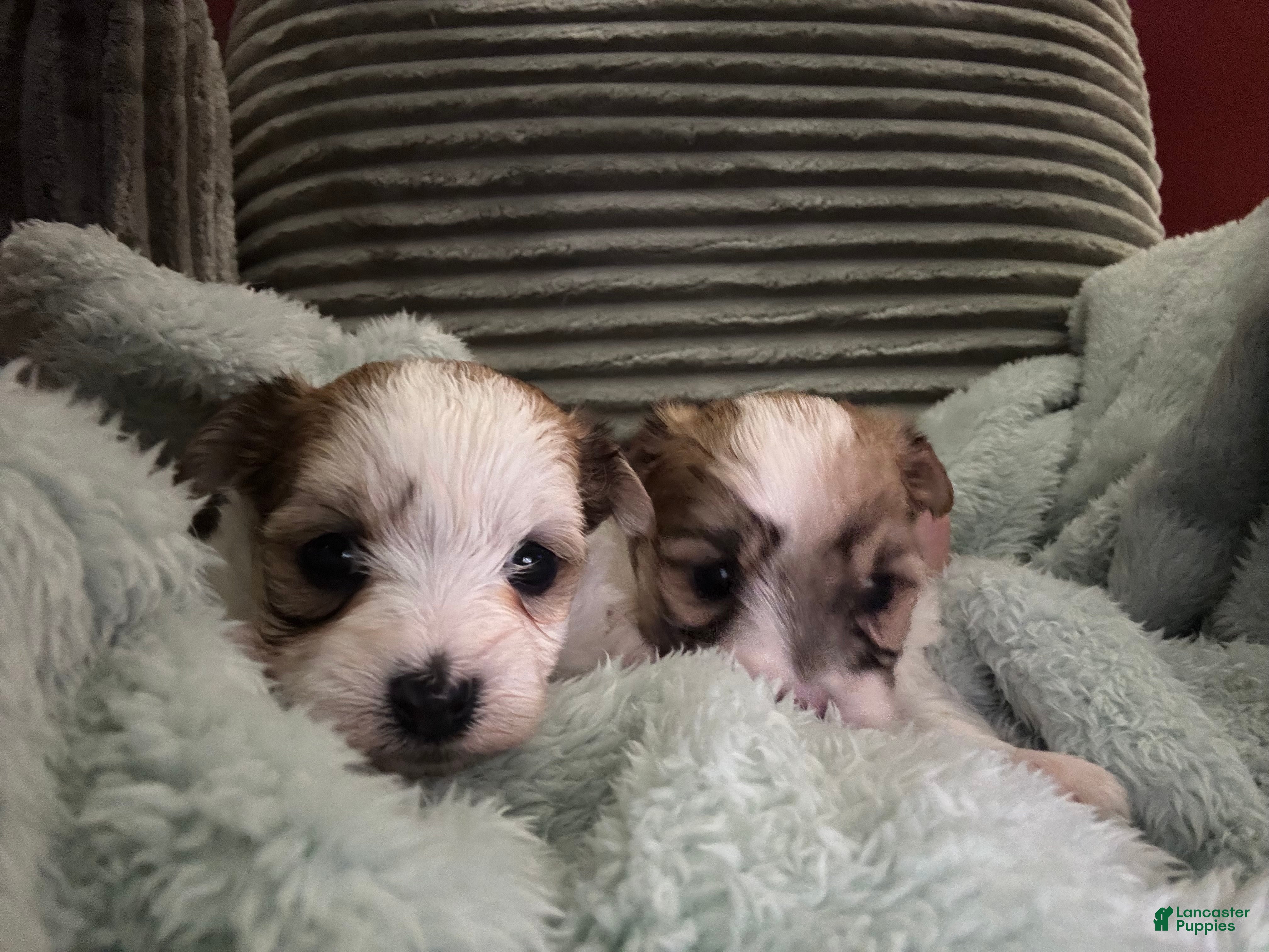 Morkie dogs Morkie Puppy 1 - Ad 25