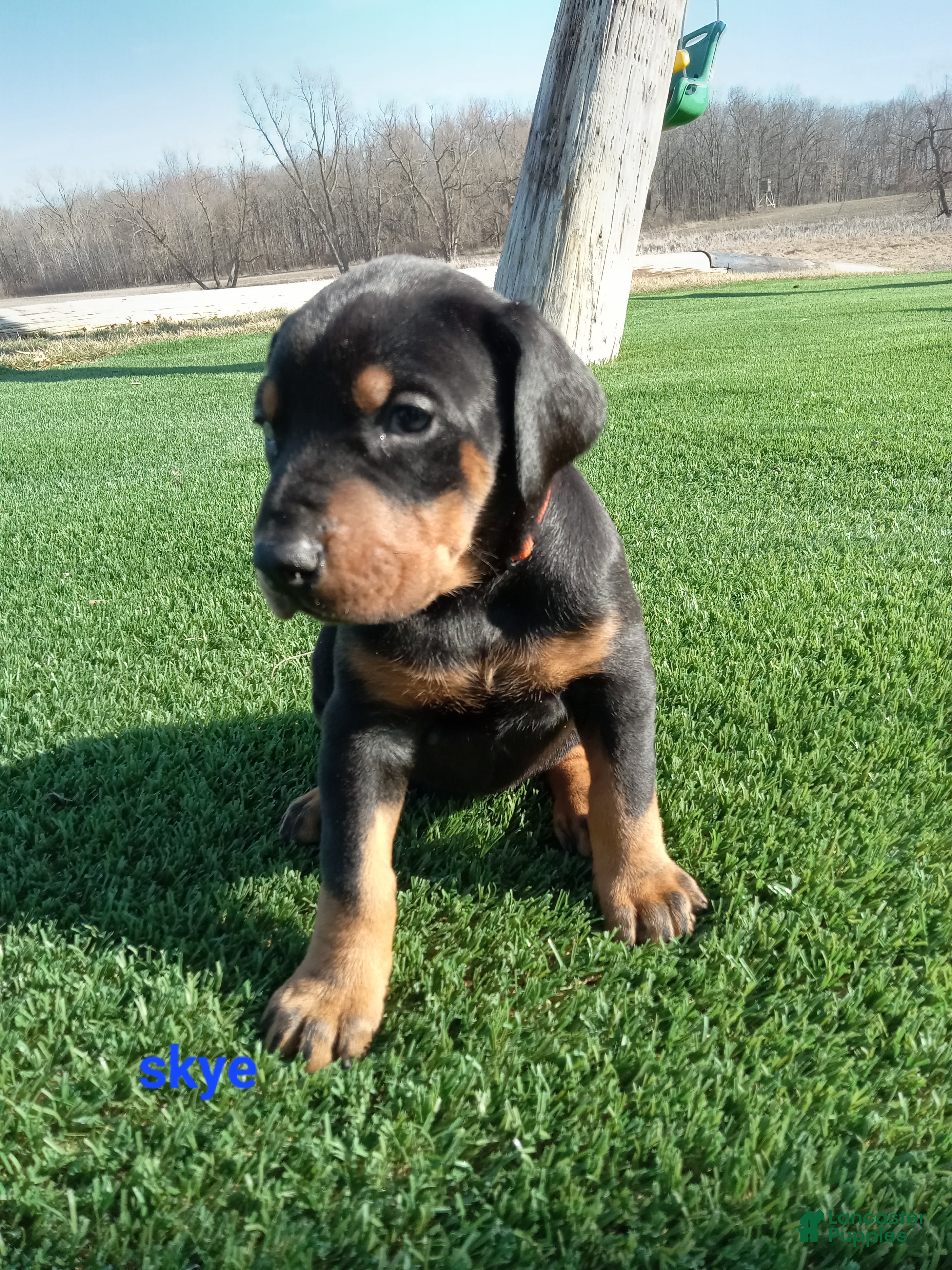 Doberman Pinscher dogs Skye - Ad 1