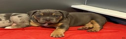 American Bully dogs for sale: Marley  - Ad 2