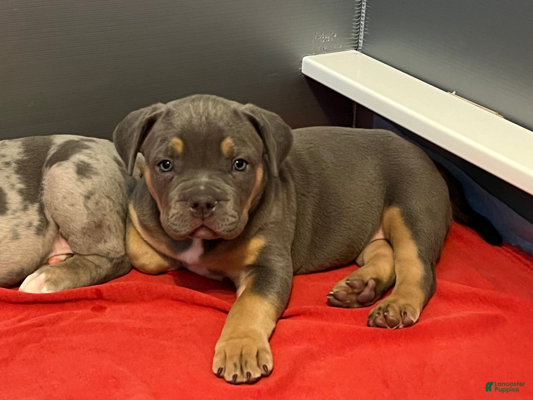 American Bully dogs for sale: Marley  - Ad 2