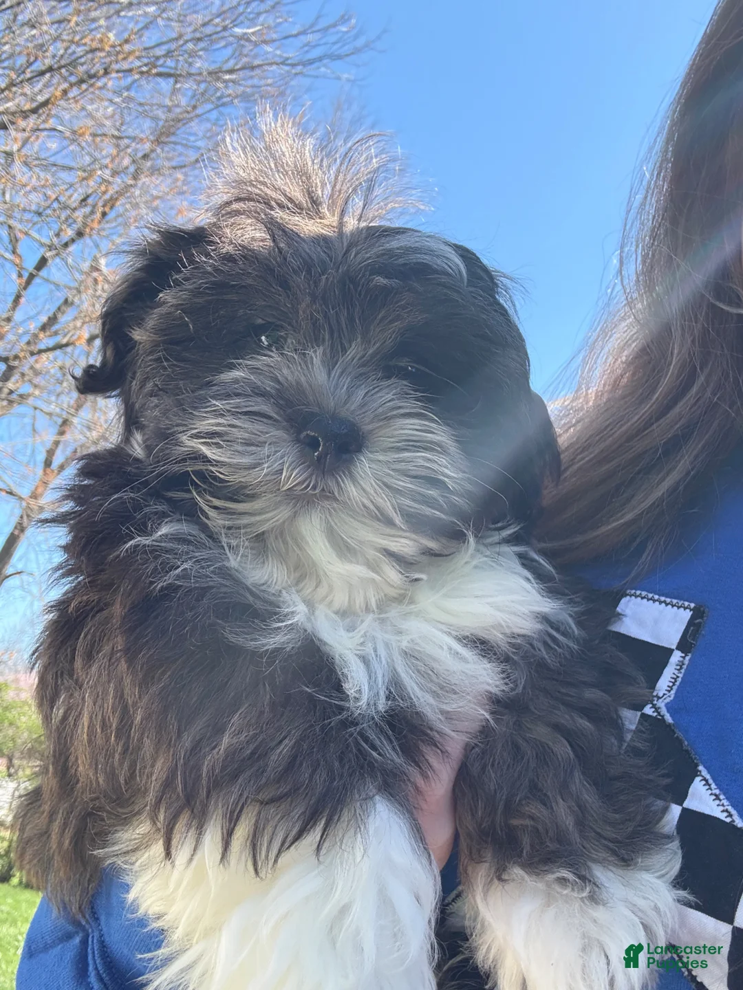 Teddy Bear dogs for sale: Teddy Bear Puppy 1 - Ad 2