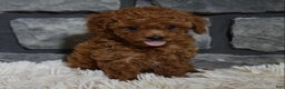 Toy Poodle dogs for sale: Coco - Ad 1
