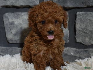 Toy Poodle dogs Coco - Ad 30