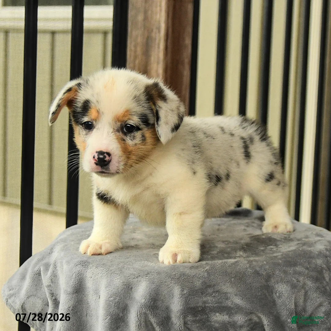 Welsh Corgi Pembroke dogs for sale: Sunshine - Ad 1