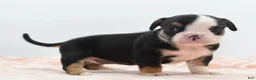 Mixed Breed dogs for sale: Princess  - Ad 7