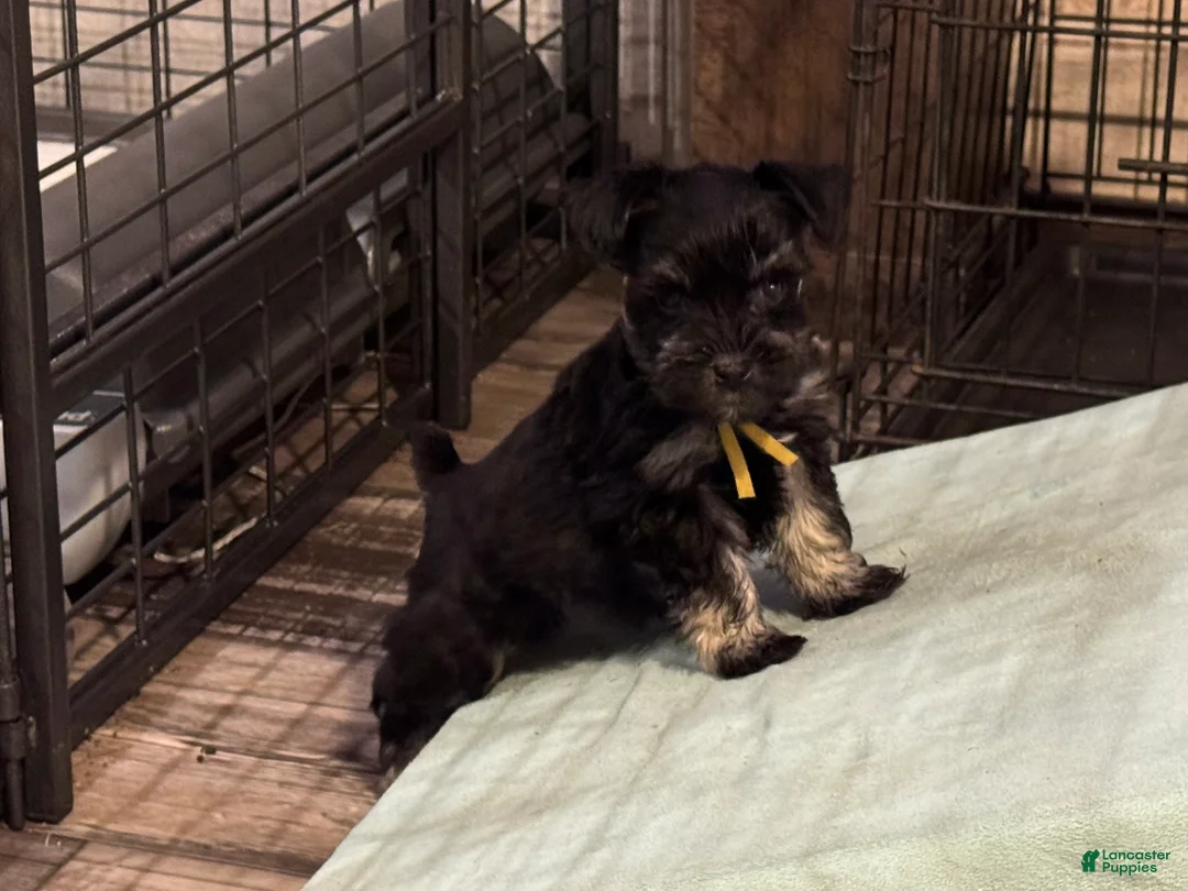 Miniature Schnauzer dogs for sale: Bunny - Ad 1