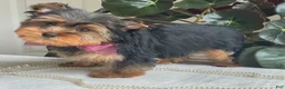 Yorkshire Terrier dogs for sale: Flo - Ad 13
