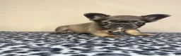 French Bulldog dogs for sale: French Bulldog 1 - Ad 9