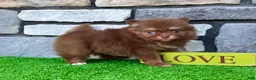 Pomeranian dogs for sale: Smurf - Ad 5