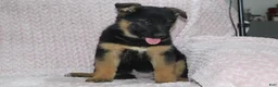 German Shepherd dogs for sale: Aspen  - Ad 3