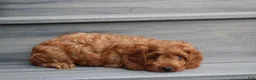 Cockapoo dogs for sale: Lacie - Ad 6
