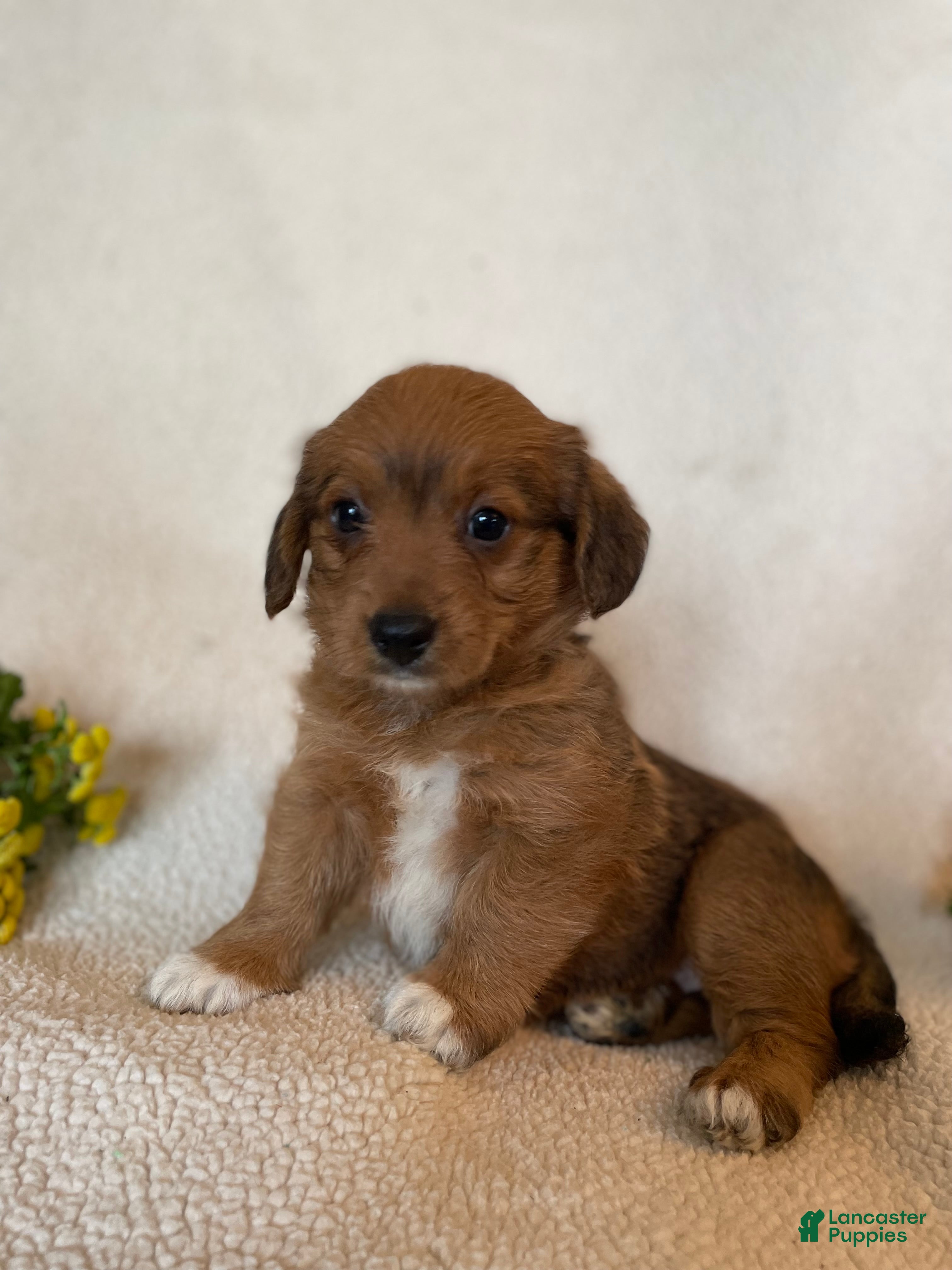 Corgipoo dogs Cathy - Ad 1