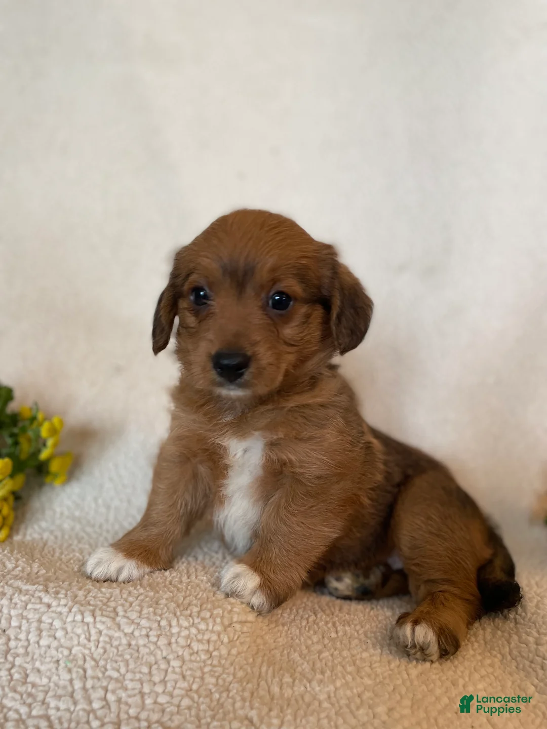 Corgipoo dogs for sale: Cathy - Ad 1