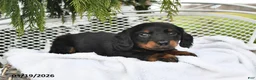 Miniature Dachshund dogs for sale: Parker - Ad 4